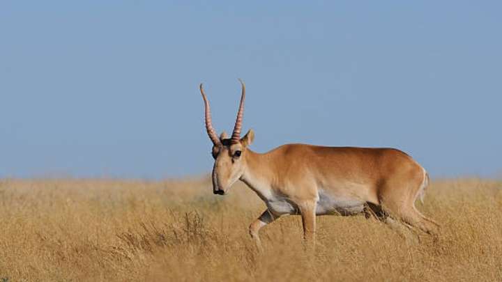 Шариғат бойынша киік етін жеуге бола ма?