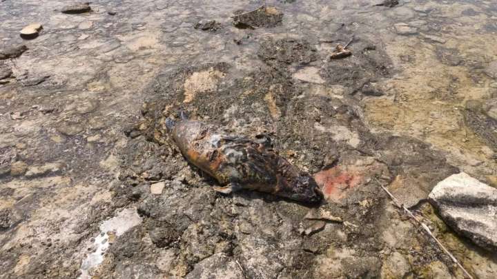 Каспий жағалауынан өлі итбалық табылды