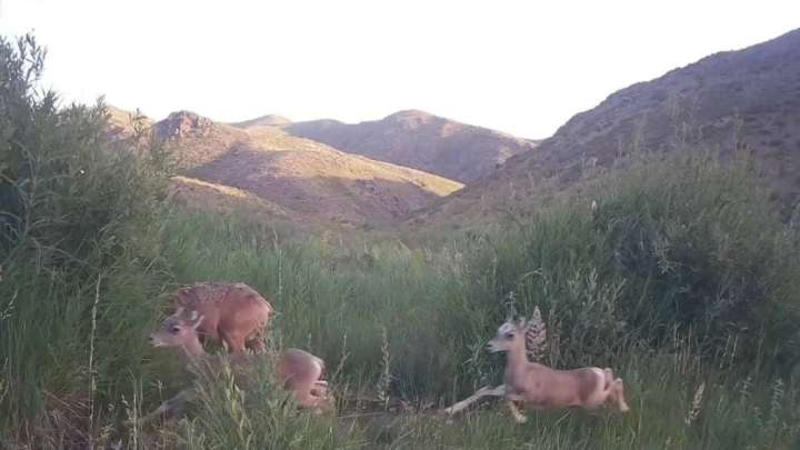 Фототұзаққа қозықаларын ерткен ұрғашы арқар түсті