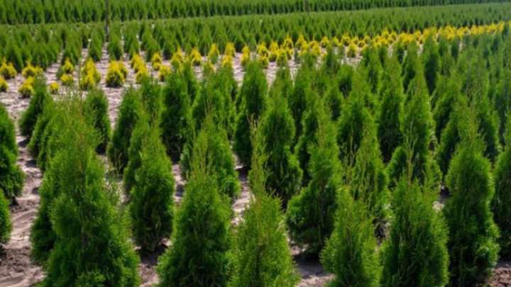 Алматыда болашақ орманға топырақ дайындап жатыр