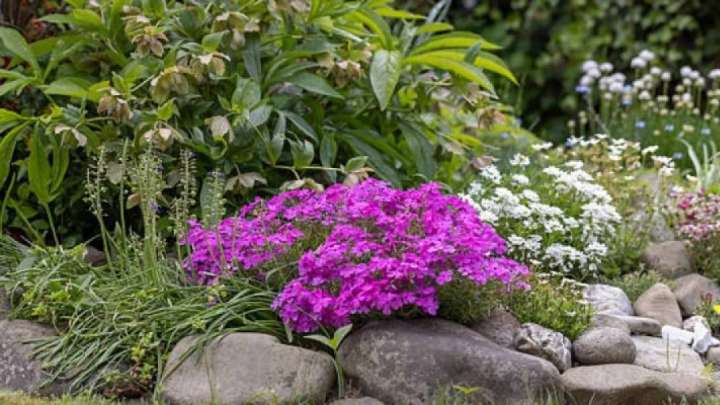 Қостанайда көшедегі гүлдерді жұлған азамат жауапқа тартылды