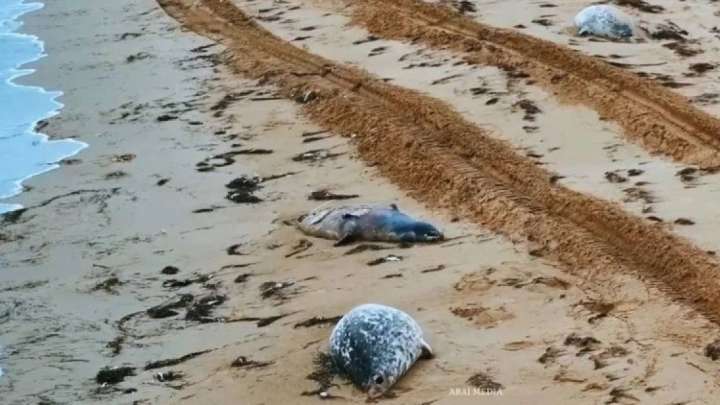 Ақтаудағы теңіз жағалауынан итбалық өлексесі табылды