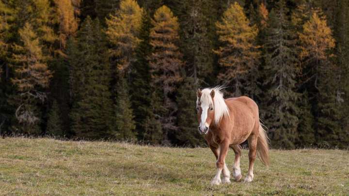 Италия жастарды ауылда ұстап қалудың жолын тапты