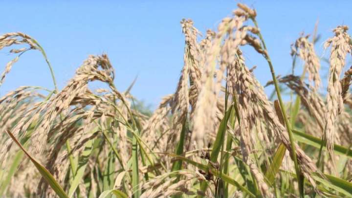 Қызылордада суды аз қажет ететін жаңа күріш сорты шығарылды