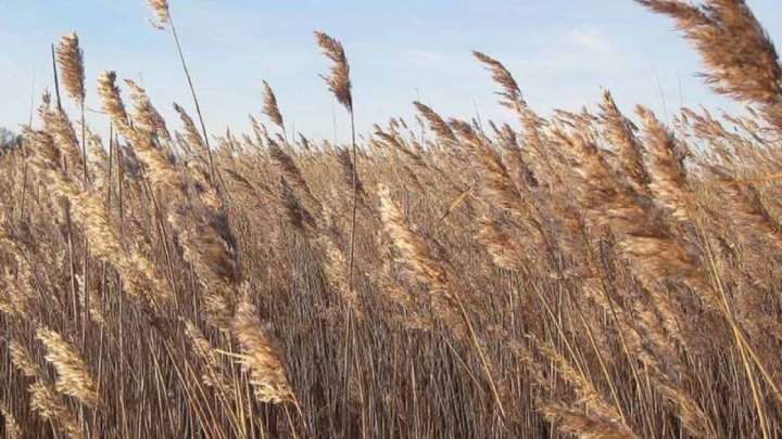 Алматыда қамыс арасынан ер адамның мәйіті табылды