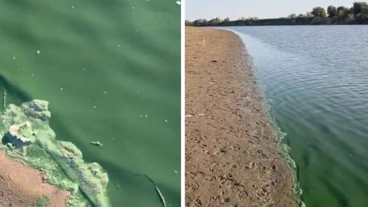 Атырау облысындағы Жайық өзенінің суы жасыл болып кетті