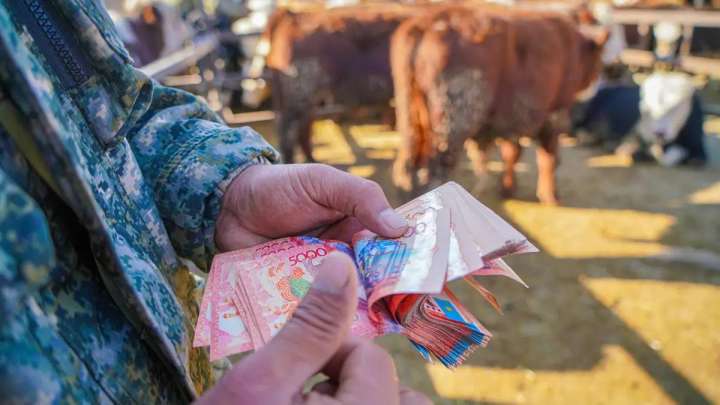 Қостанайда мал шаруашылығына бөлінген 96 млн теңге субсидия қолды болды