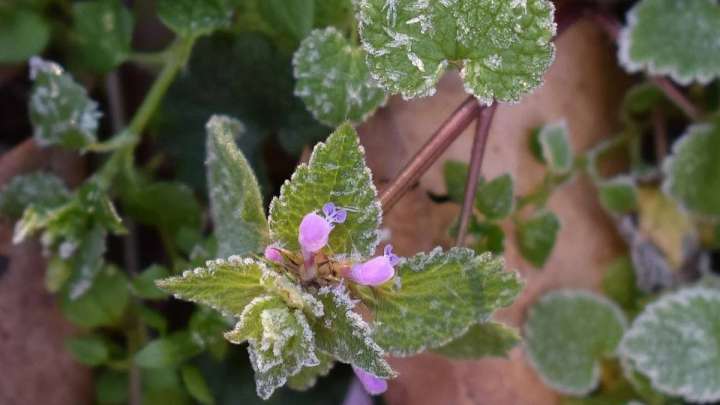 Еліміздің кей аймағында үсік жүреді