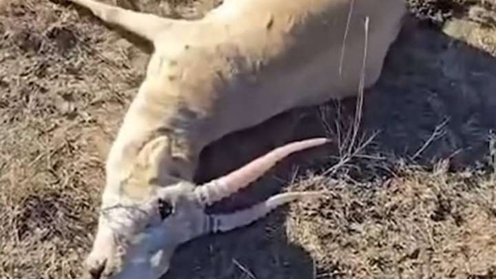 Ақтөбеде қырылған киіктер саны 108-ге жетті