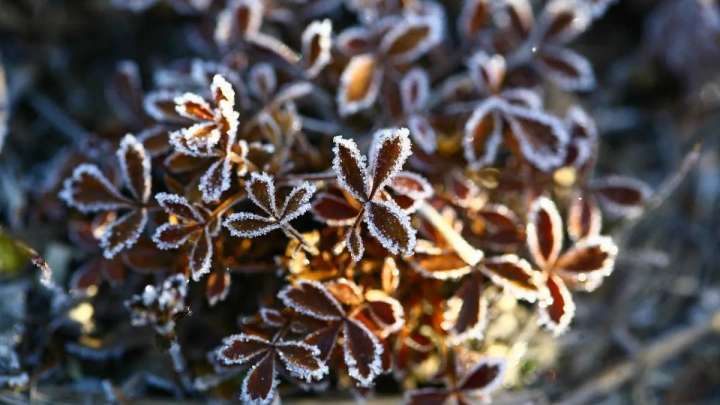 Қазақстанның 16 облысында үсік, тұман мен найзағай күтіледі