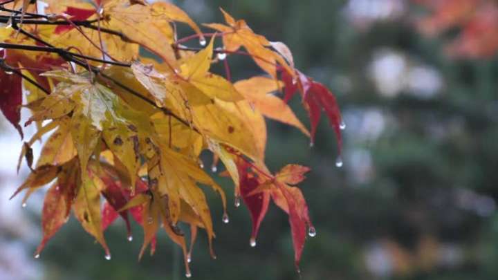 Демалыс күндеріне арналған ауа райы болжамы