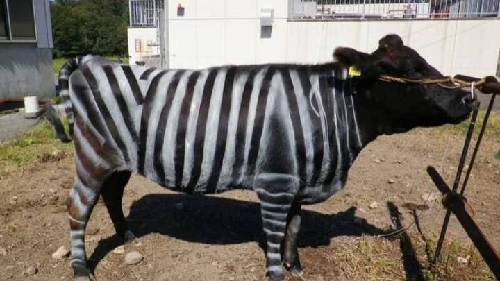 Зебра-сиыр: Шнобель сыйлығының қызық зерттеулері жарияланды