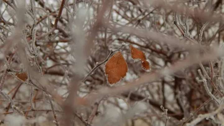 23 қыркүйекте бірқатар өңірде дауыл болады