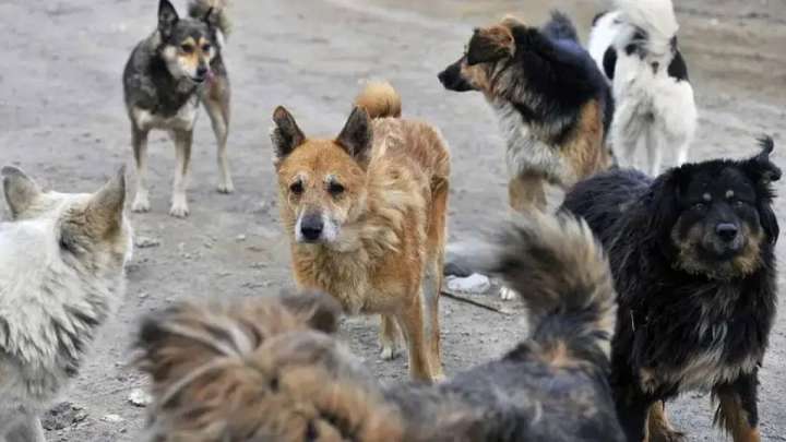 Қызылжарда бұралқы иттердің адамды қабуы жиіледі