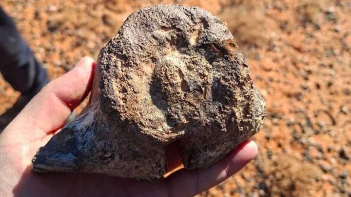 Қызылордада динозаврдың сүйегі табылды