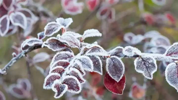 24 қазанда бірнеше өңірде үсік жүреді