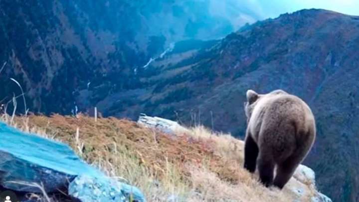 Риддер көшелерінде аю жүр