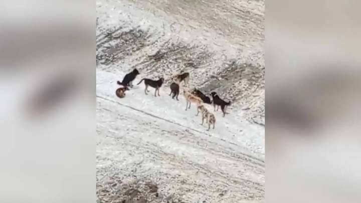 СҚО-да бұралқы иттер малдардың ішін жарып тастаған