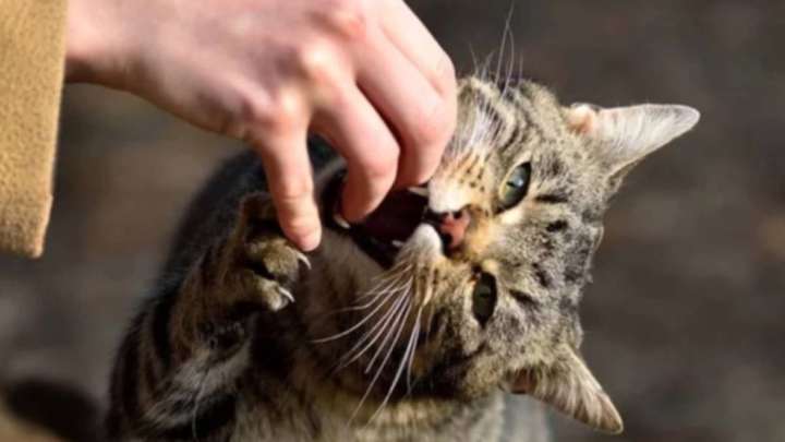 Мысық тістеп алған маңғыстаулық тұрғын көз жұмды