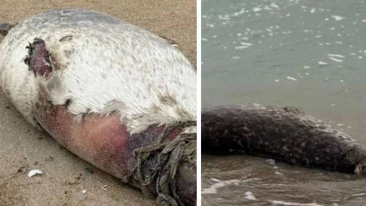 Итбалықтардың жаппай қырылуы: өлексе саны жүзден асты