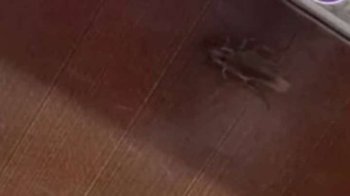 Алматыда тарақан қаптап кеткен балабақша тексеріліп жатыр