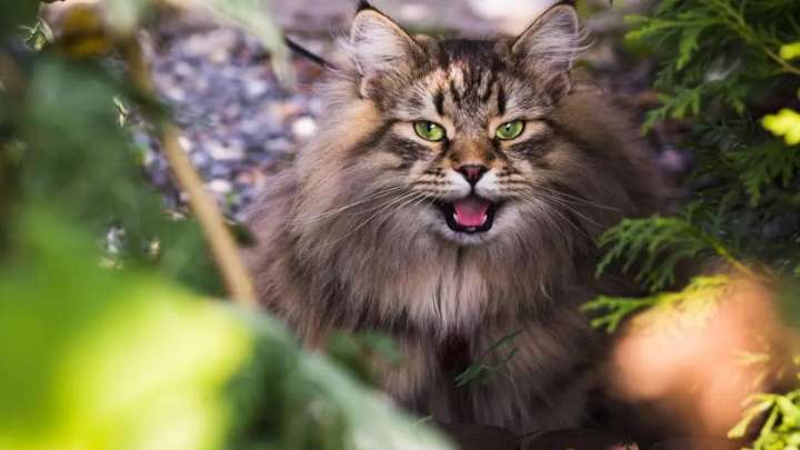 Маңғыстауда мысық тырнап алған адам құтырудан көз жұмды