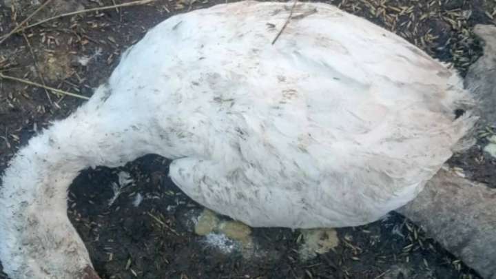 Павлодарда үй құстарының неден қырылғаны анықталмай отыр