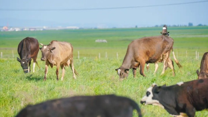 Үкімет көшпелі мал шаруашылығын дамытуға мән бермек