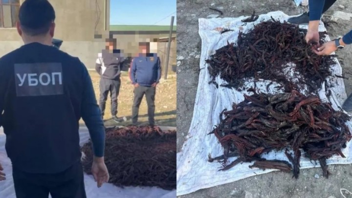 Түркістанда Қызыл кітапқа енген 100 келі сирек өсімдік тоналды