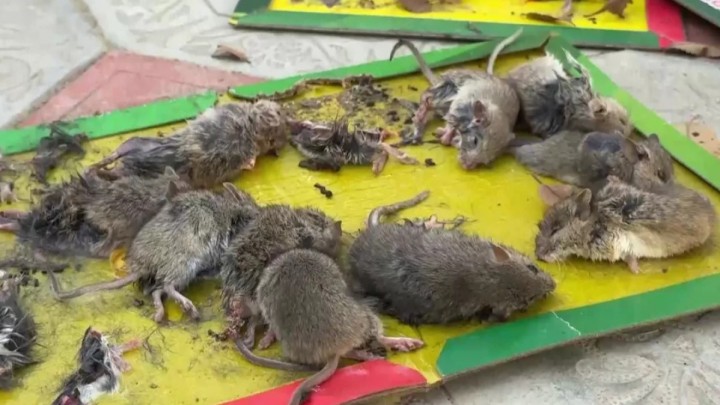 "Жинап, өртеп жатыр". Атырауда тышқан қаптап, мектептер мен балабақшалар жабылды