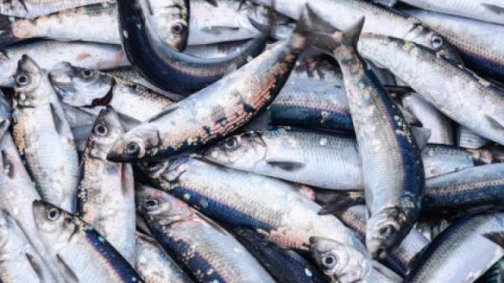 Бурабайда балық аулағандар сотталды