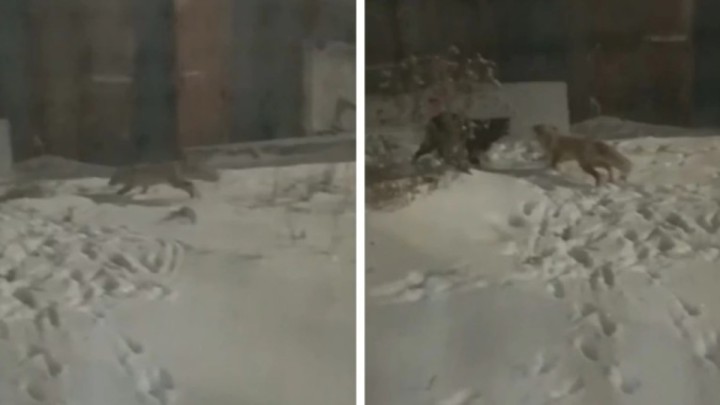 Ақмола облысында құтырған түлкілер адамдарға шауып жатыр