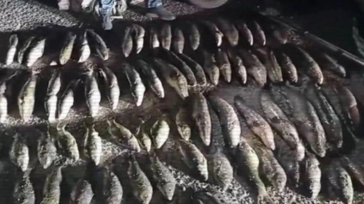 640 келі балық аулаған браконьерлер сотталды