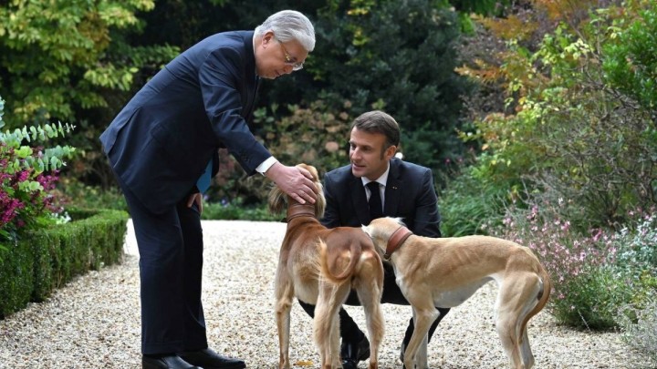 Тоқаевтың қазір неше тазысы бар: Президенттің көмекшісі қызық деректі айтты (ВИДЕО)