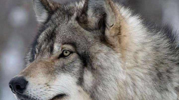 2026 жылы қасқыр мен шибөріге бақылау күшейеді