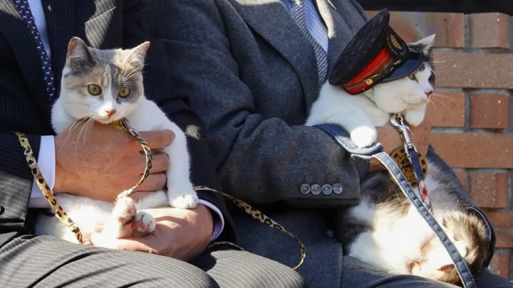 Күтпеген жаңалық: Жапонияда енді теміржол станциясын мысық басқарады (ВИДЕО)