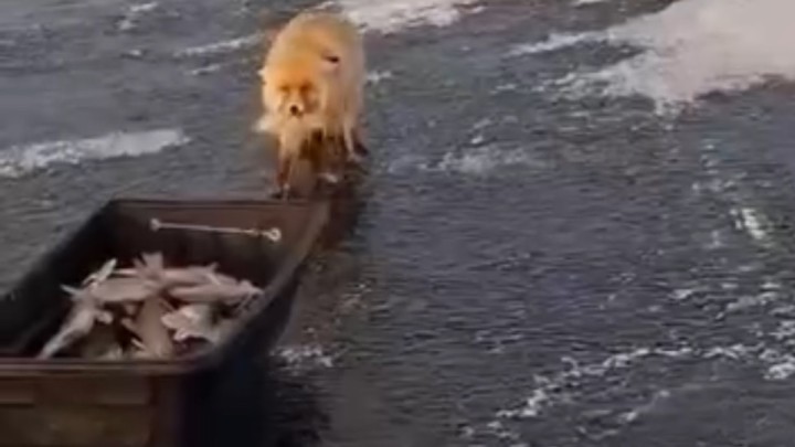 Астана маңында балықшылардың олжасына көз тіккен түлкі желі қолданушыларын күлдірді