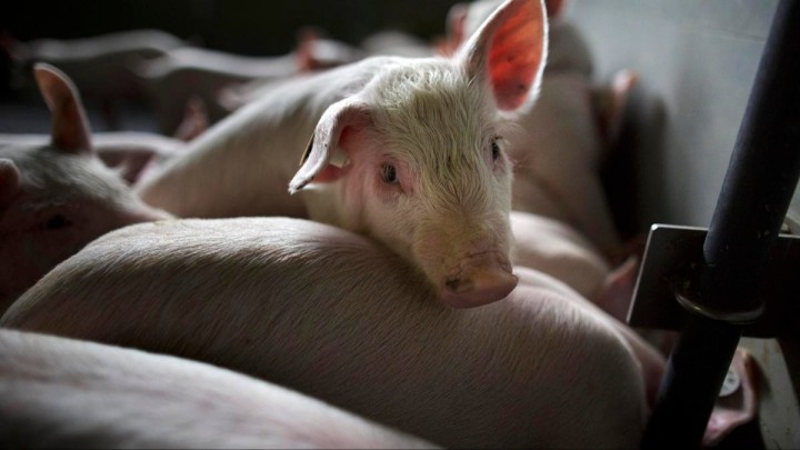 Ер адам 17 жастағы қызды өзінің шошқаларына жем қылып, 23 жылға сотталды (ФОТО)