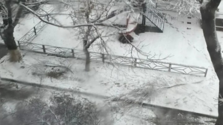 Үстіне ағаш құлап көз жұмған бала. Оқиғаға қатысты тың деректер шықты