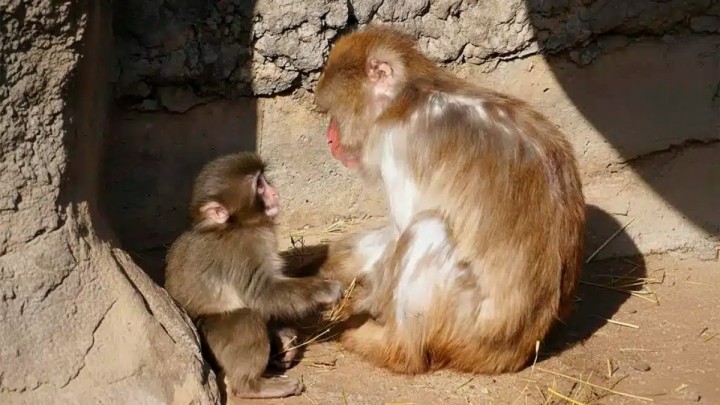 Анасынан айрылып, жалғыз қалған кішкентай маймылдың тағдыры адам сенгісіз жағдайға ұласты (ВИДЕО)