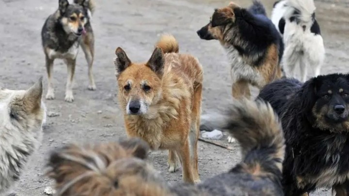 52 жастағы әйелді он ит талап тастаған