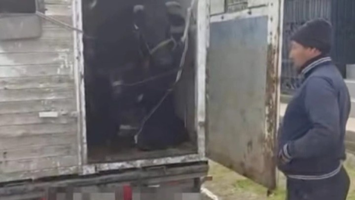 Түркістанда 600-ден аса малды құжатсыз тасымалдағандар ұсталды