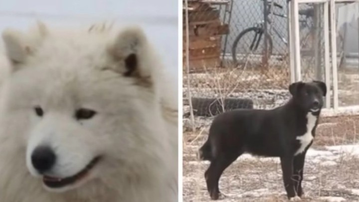 Ақтөбеде оқушыны қараусыз иттер талап тастады