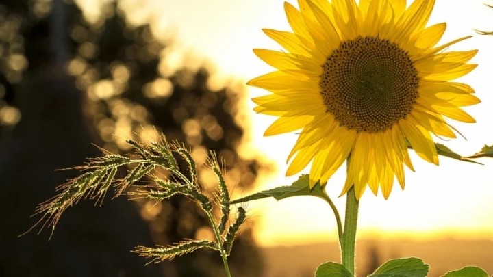 Алдағы күндері 32 градусқа дейін ыстық болады