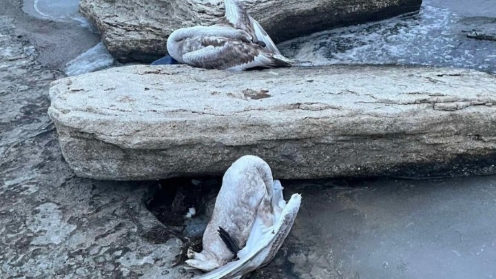 Маңғыстауда аққулардың қырылуы: экологтар зерттеу нәтижелерін жариялады