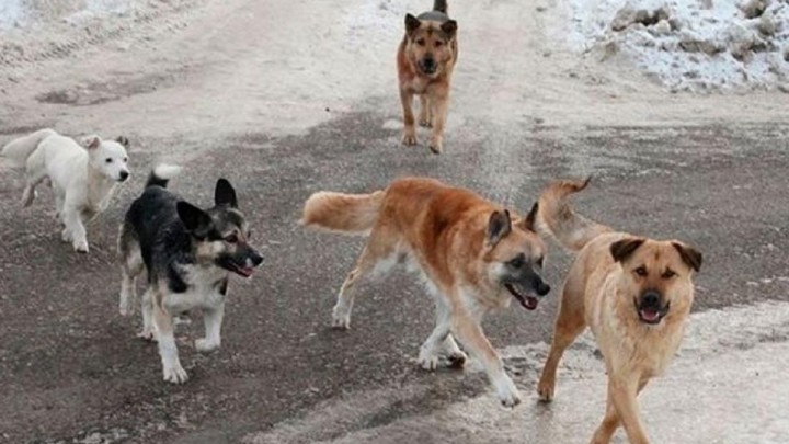 Қараусыз жүретін иттерді өлтіруге рұқсат берілуі мүмкін