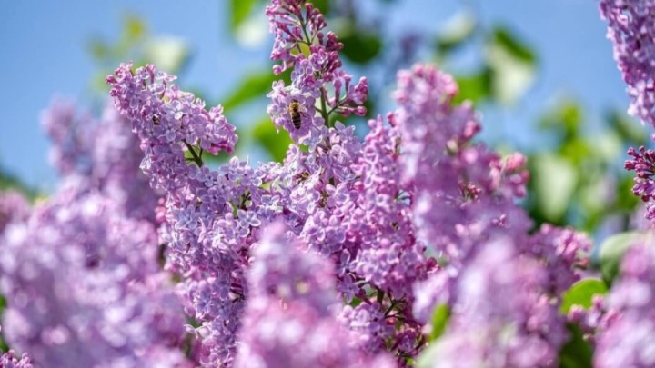 Енді cирень бұтағын жұлғандар 216 мың теңге айыппұл төлейді