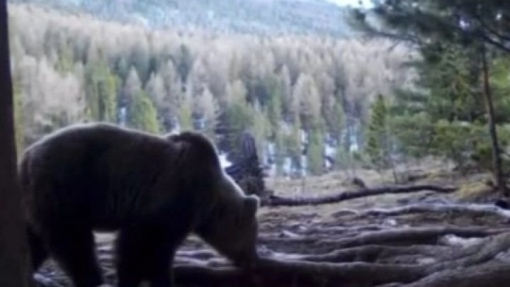 Катонқарағайда аюлар қысқы ұйқысынан оянды