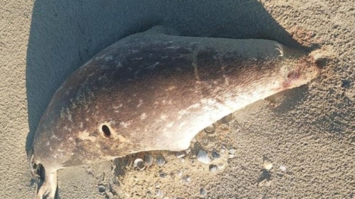 Каспий жағалауынан екі жүзге жуық итбалықтың өлексесі табылды