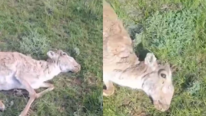 ШҚО-да киіктер қырылып жатыр. Халық алаңдаулы